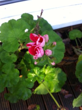 Winter Spring flower