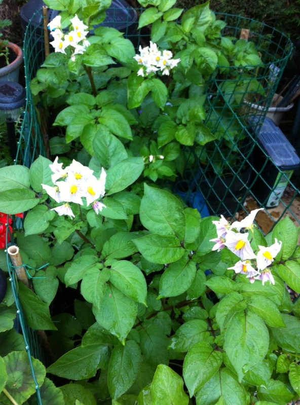 Blooming potatoes