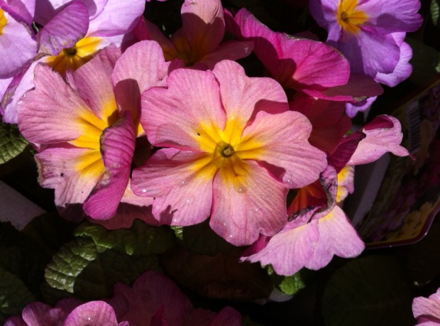 Pink and yellow flower