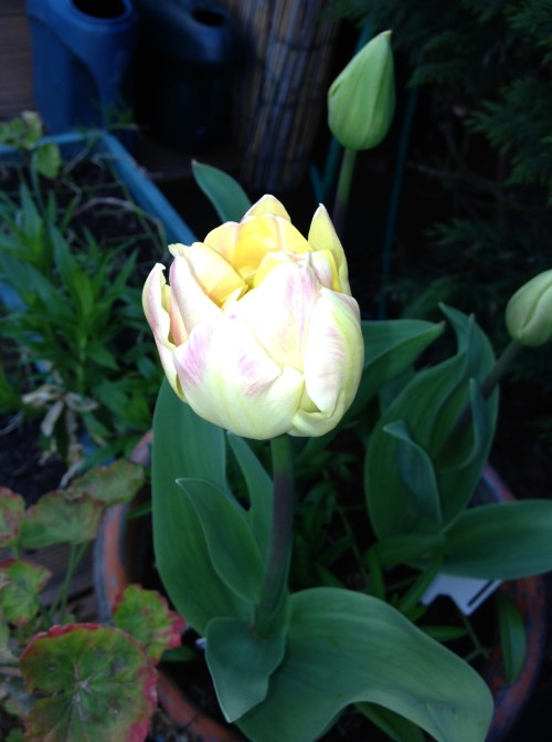 Spring Tulip