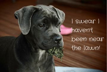 I swear I haven't been near the lawn!