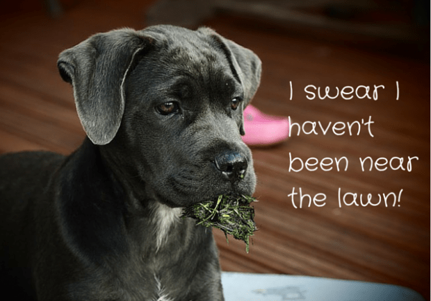 I swear I haven't been near the lawn!