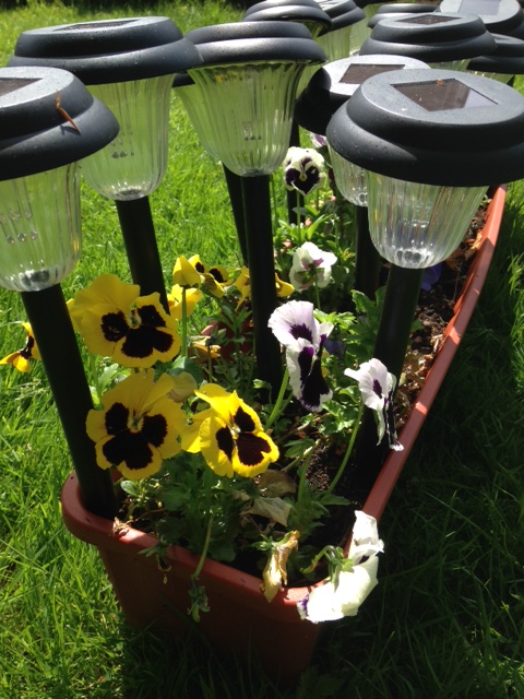 Summer lights and flowers