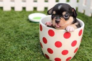 Cute pup hiding in a cup