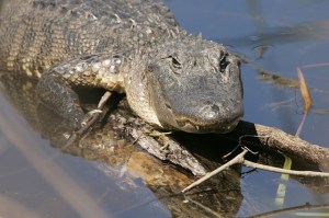 alligator-848337_640