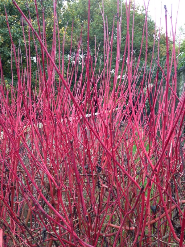 Port Lympne Shrubbery Jaye Nolan Quick Reasonanly Priced Freelance Writer Medway Kent