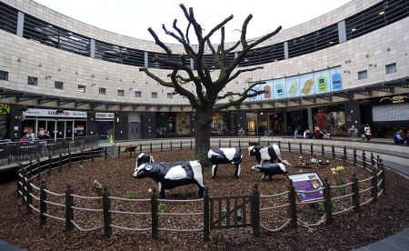 Jaye Nolan Milton Keynes Cows